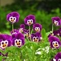 Yashika D