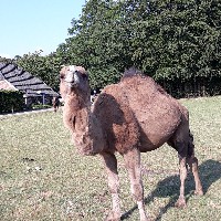 Bram Bannink