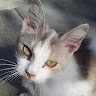kami e