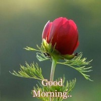 M.Shakeel M.Shakeel