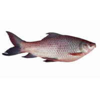 Global Fisheries