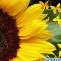 Michele Woodham