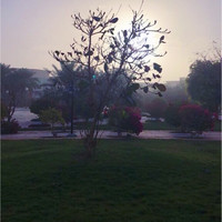 Rasha Alharthy