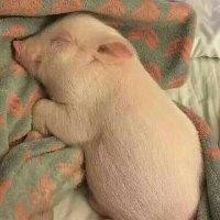 邓伟君