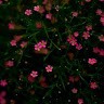 Sushmitha A.H