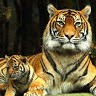 Shubham Kumar
