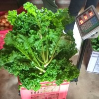 Veggietulips Agro