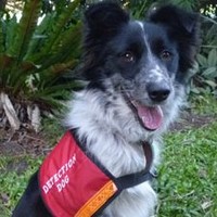 Maya Detection Dog