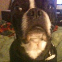 Boston Terriers