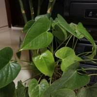 苏海生