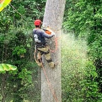 M and G Tree Service