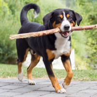 Joseph Tirone (COL, Retired, U.S. Army)