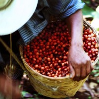 Alison Hernandez-Hall