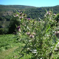 Jose Antonio Ventura