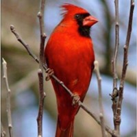 TJ Cardinal