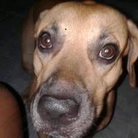 Robert Alfonso Castillo Diaz