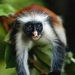 Red Monkey