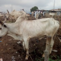 Umar Aliyu