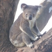 Bear Charman