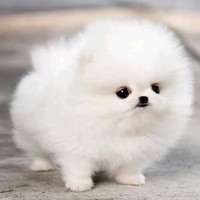Pets n pets