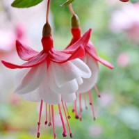 Fleur Fuchsia