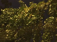 陈习康