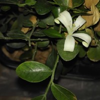 董伟杰