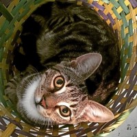 Nanette O'Neill
