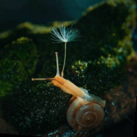 Snail Wang