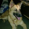 Brazil Lobo