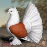 تربية الحمام / Pigeons Reproducteurs