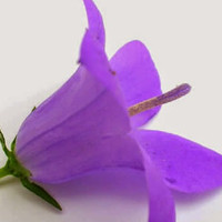 Suganya Bala