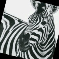 Bubele Dube