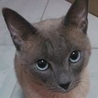 闫丽君