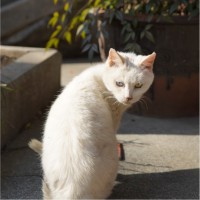 徐静娴