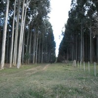 FORESTAL MIFENSUR
