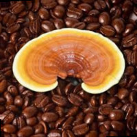 Ganoderma Lucidum
