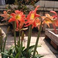 谢泽洪