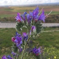 Marta García-Sancho Téllez