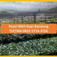 Bibit Kopi Arabika Bandung