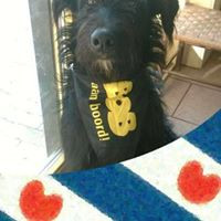 Veilig Verkeer Neder Wilma Hoekstra