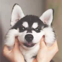 谢婉霞