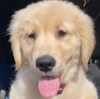 Sweetie Krauger