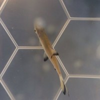 Raymond The Fish
