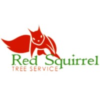 Red Squirrel