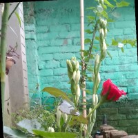 Md sakil Ahamed