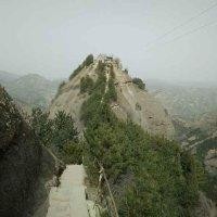 山雪狼
