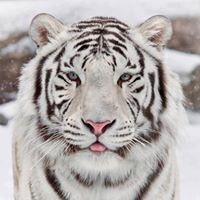 Jack Gobillot-Tigre