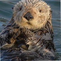 Sea Otter