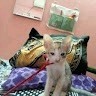 k bju